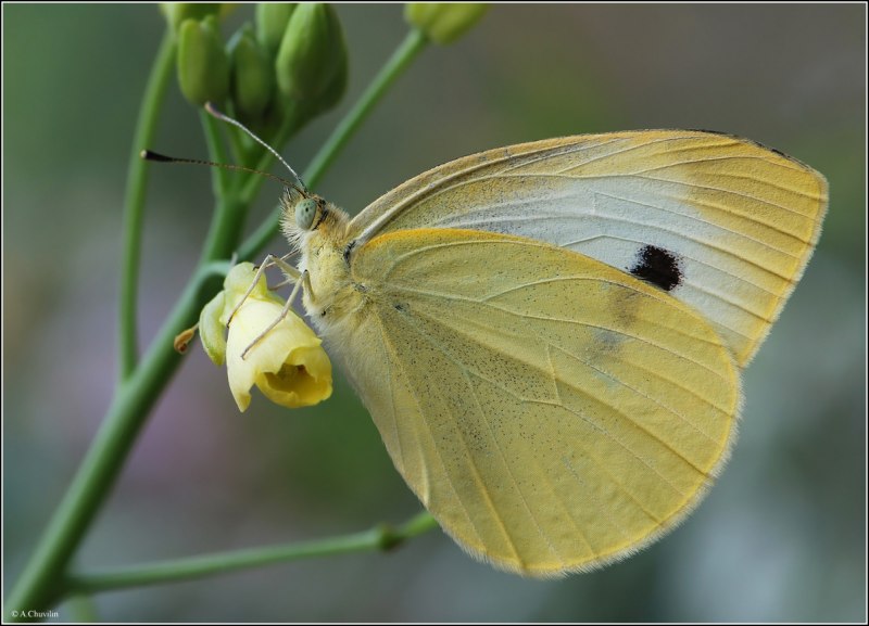 Репная Белянка