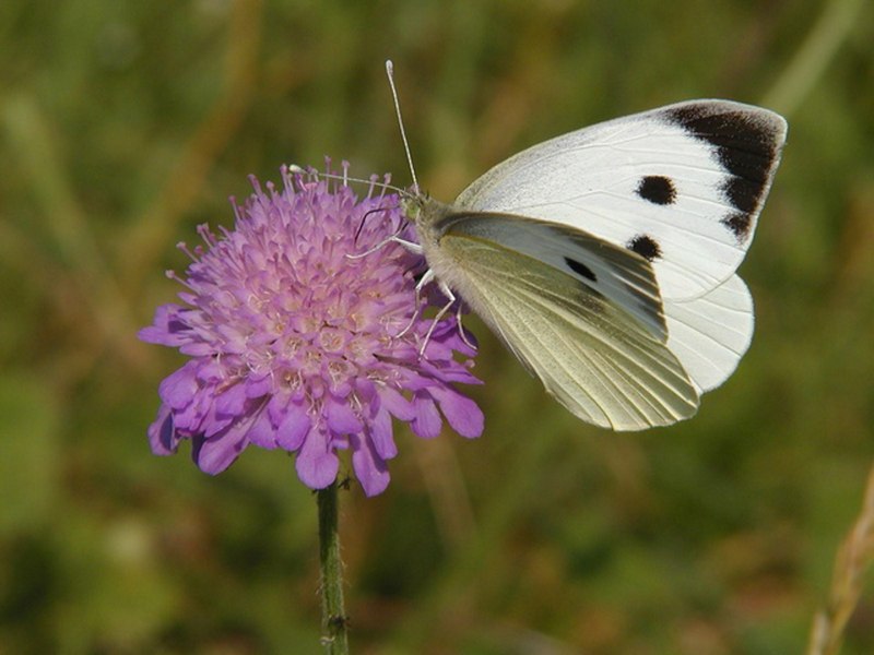 Pieris brassicae