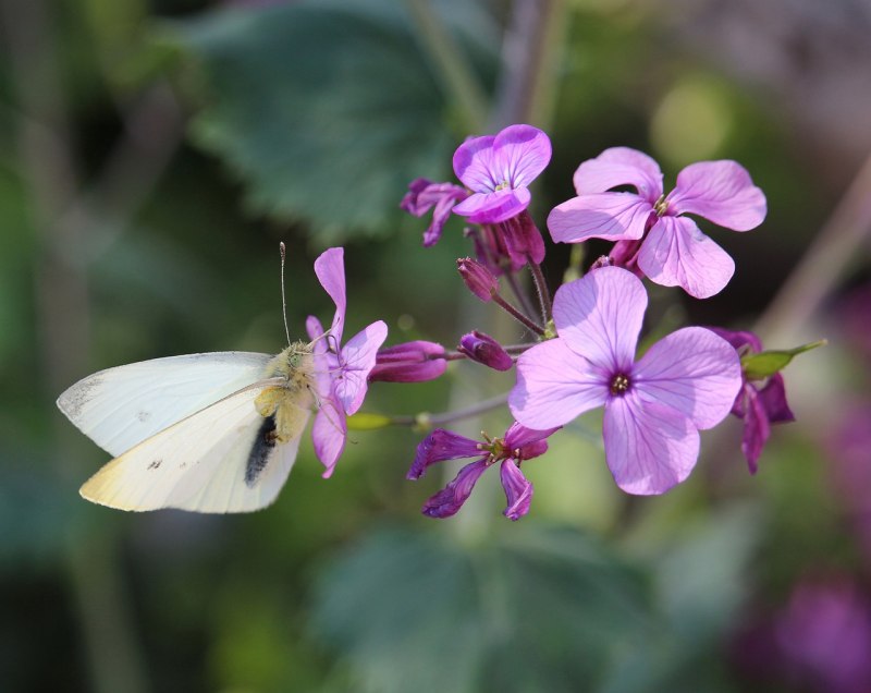 Бабочка капустница на капусте