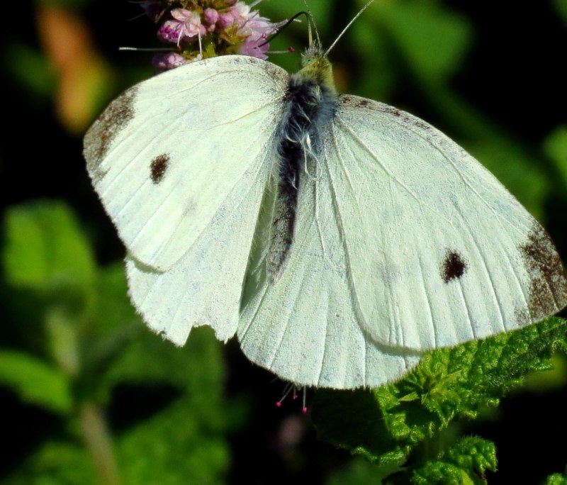 Бабочка капустница в одуванчиках