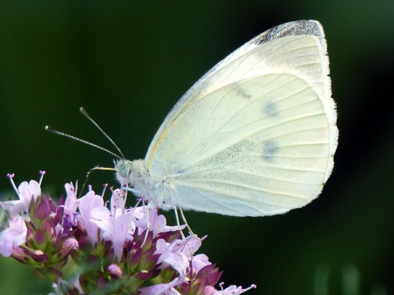 Капустная и Репная белянки