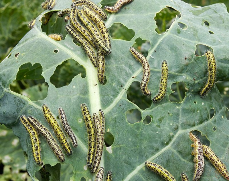 Бабочки на даче