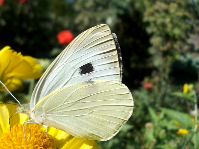 Белянка рапсовая бабочка