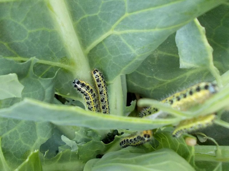Гусеница бабочки капустницы