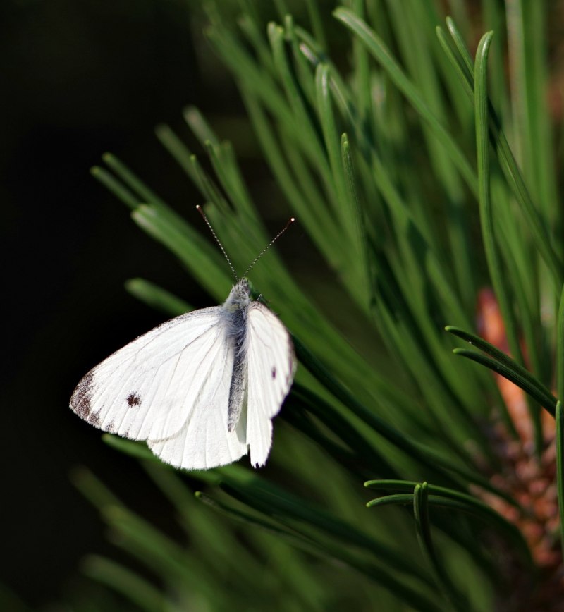 Pieris rapae бабочка