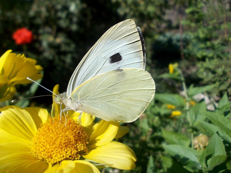 Гусеница капустницы белянки