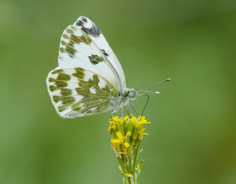 Бабочка капустница вредитель
