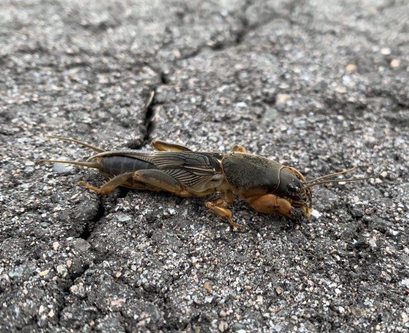 Медведка на Бали