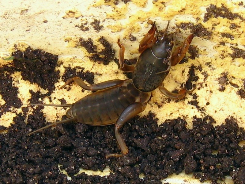 Самец бабочки медведки