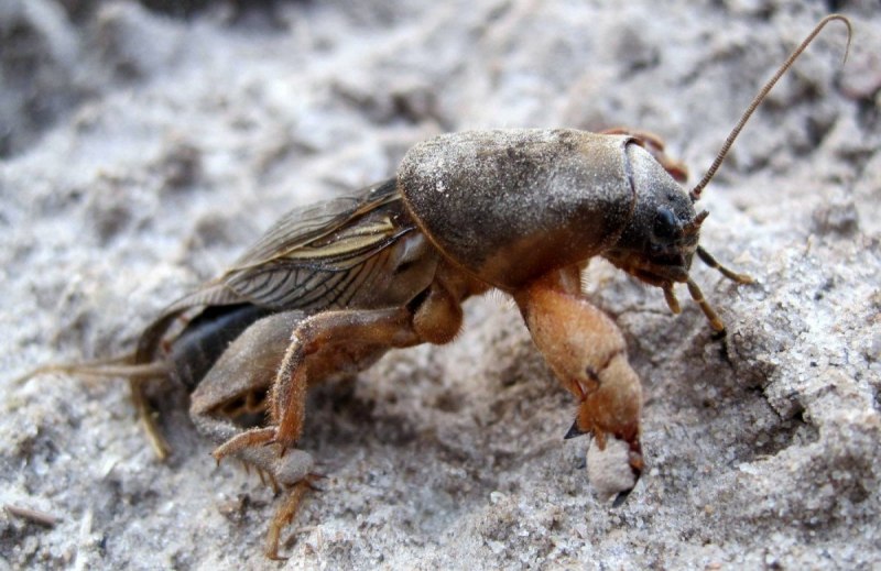 Медведка на Бали