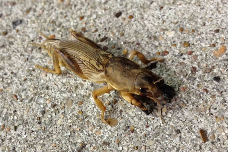 Медведка животное