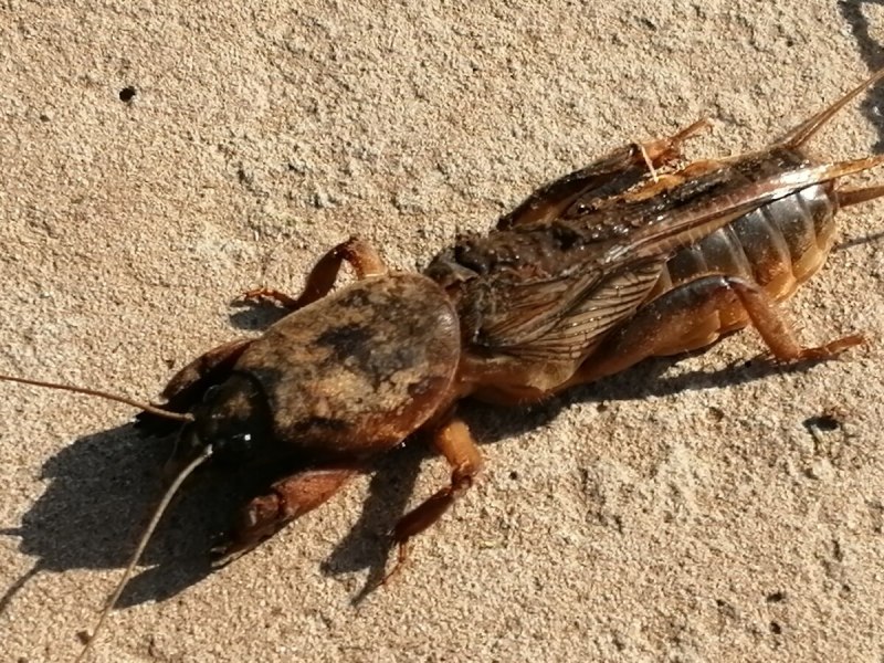 Медведка Вьетнам