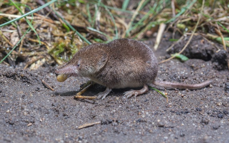 Крот землеройка слепыш
