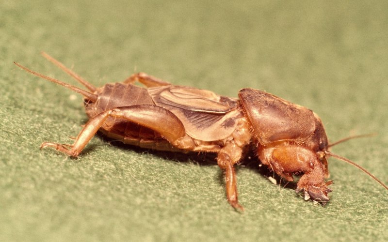 Медведка инструмент