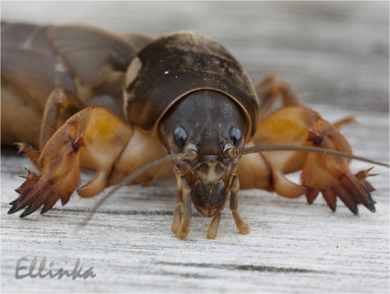 Землеройка слепыш