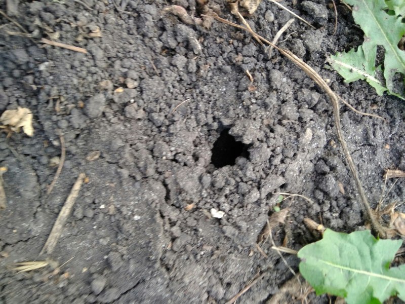 Gryllotalpa Gryllotalpa Linnaeus