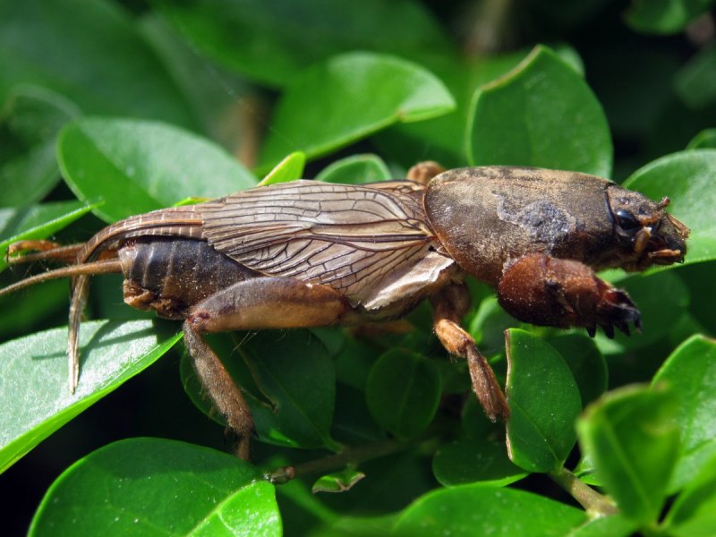 Нора землеройки