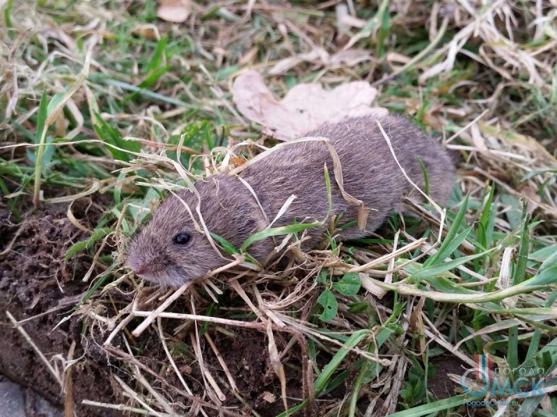 Обыкновенная медведка куколка