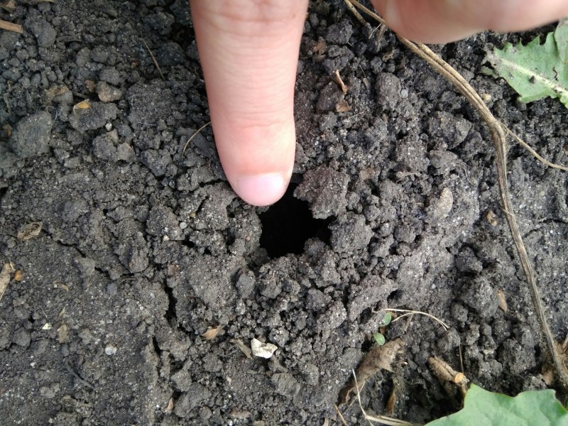 Земляная крыса слепыш