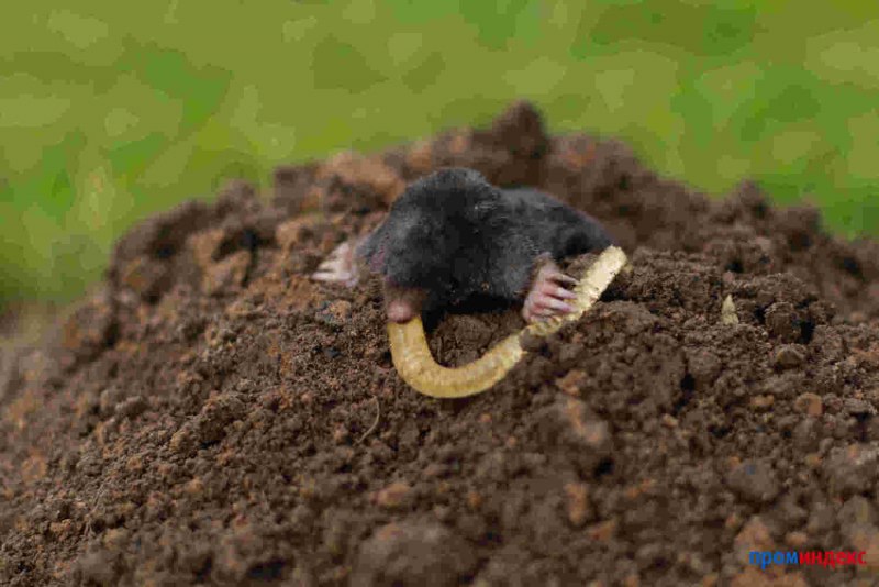 Капустница Жук медведка