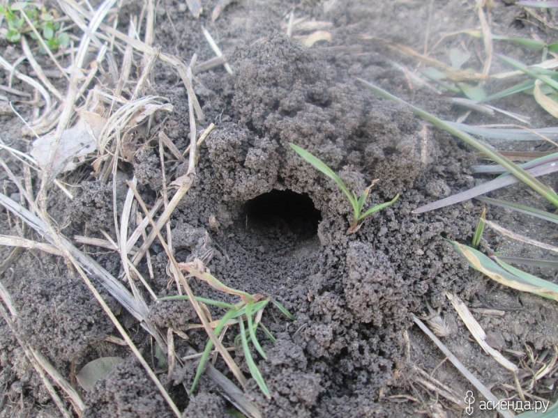 Медведка насекомое норки