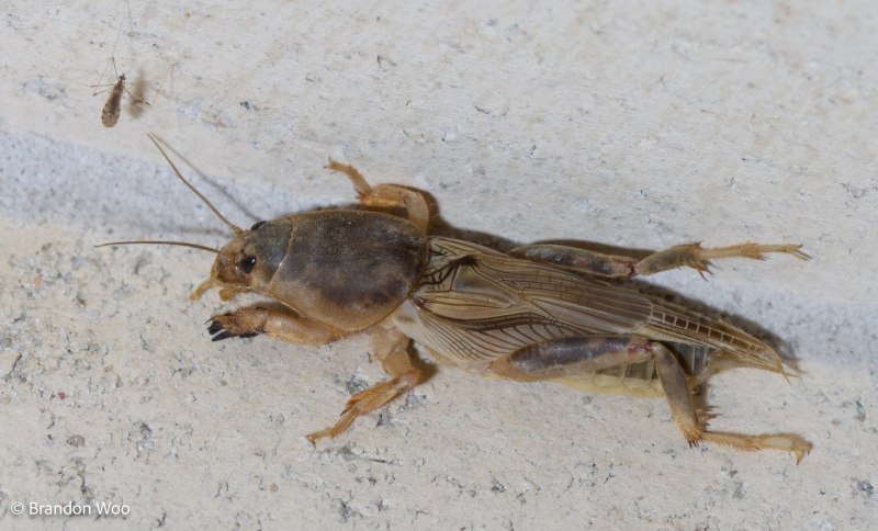 Обыкновенная медведка куколка