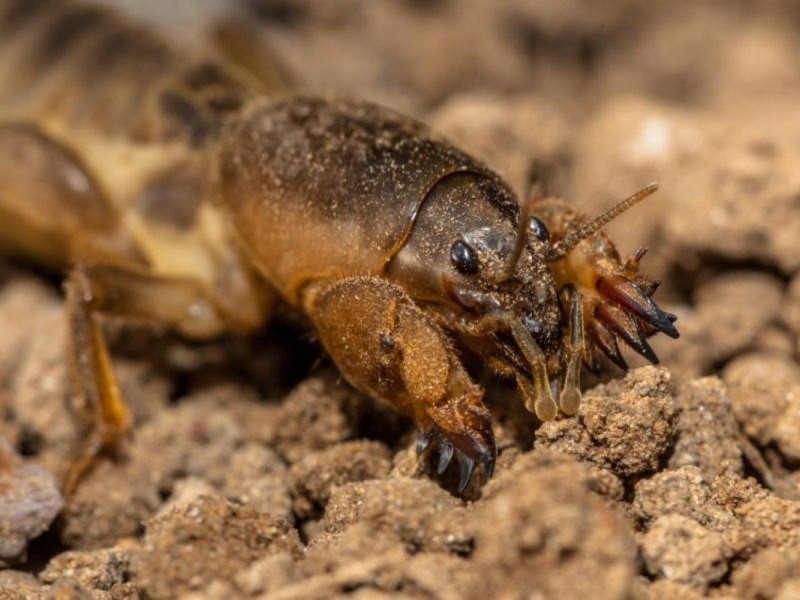 Медведка крыса