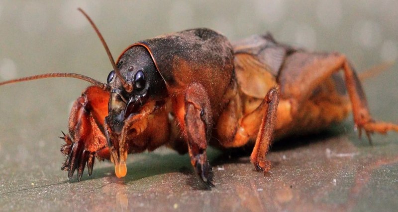 Норки кротов