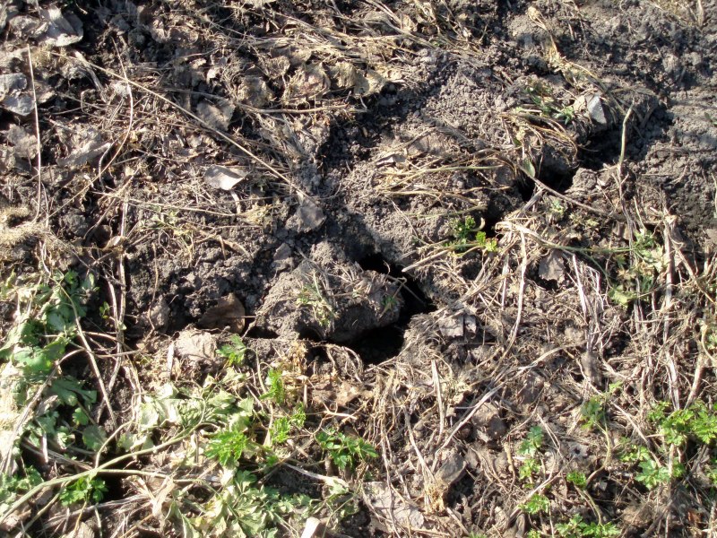 Водяная полёвка