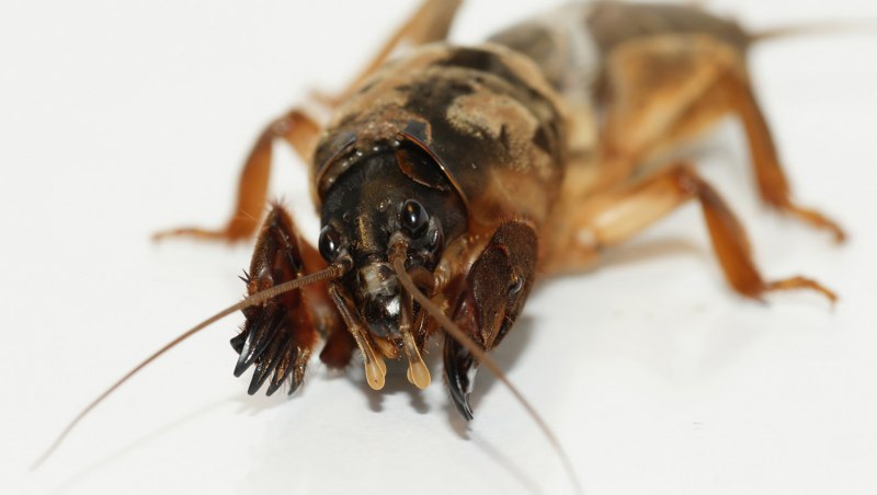 Gryllotalpa Gryllotalpa сегменты