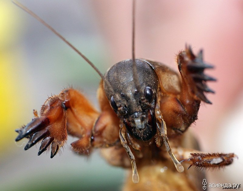 Норы мышей на участке