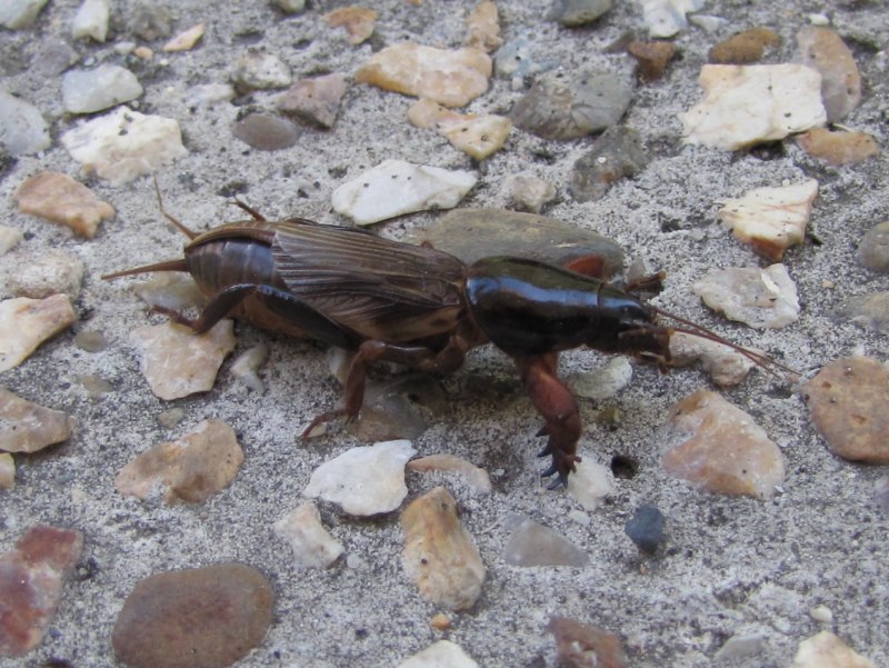 Землеройка в огороде следы