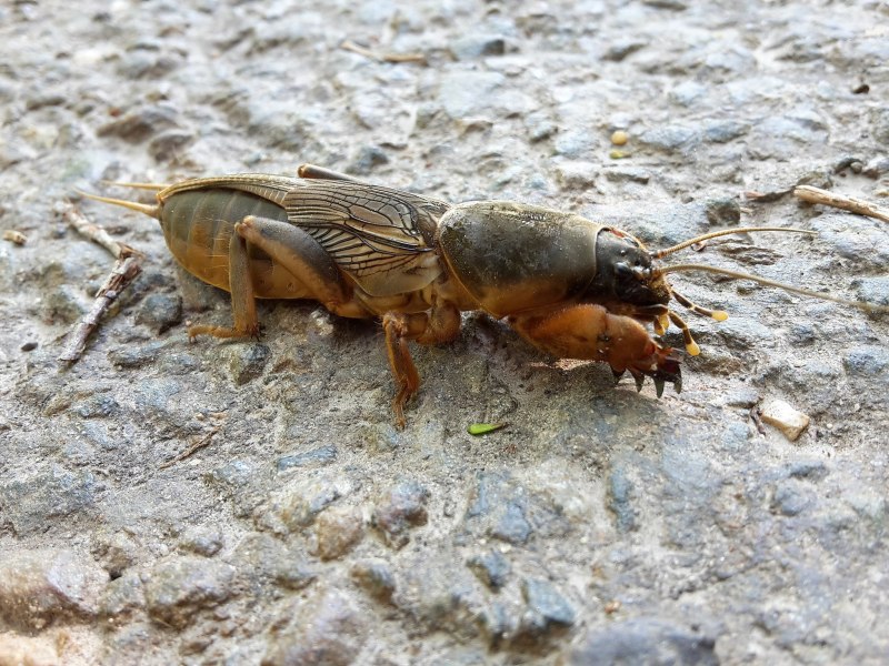 Самец бабочки медведки