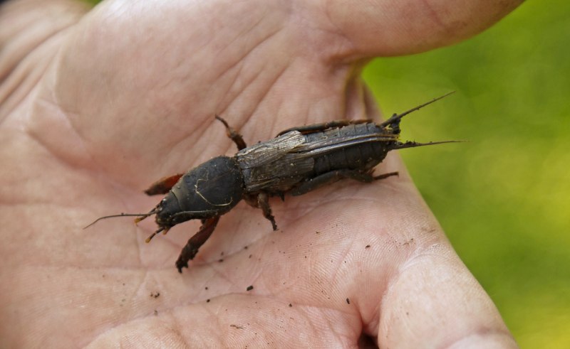Крупные насекомые Крыма
