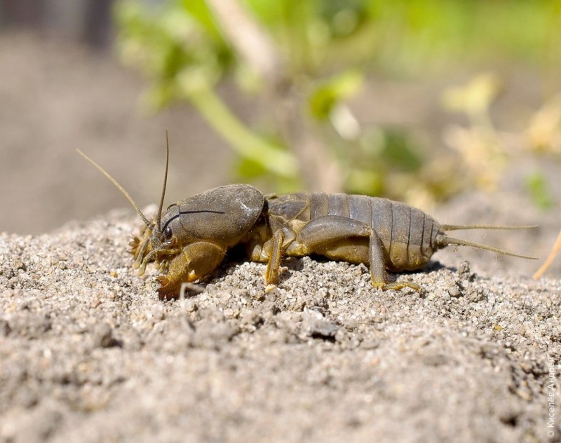 Крот и медведка