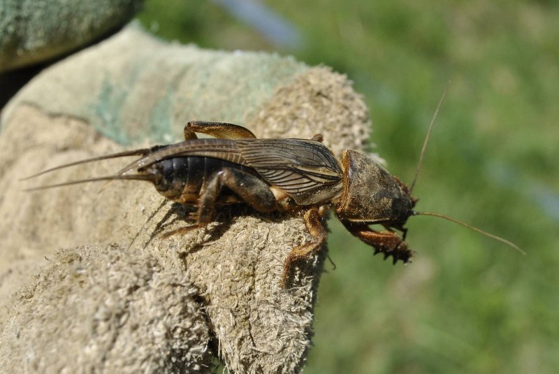 Пение медведки