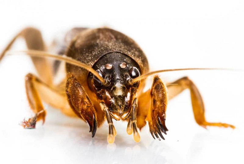 Землеройка бурозубка