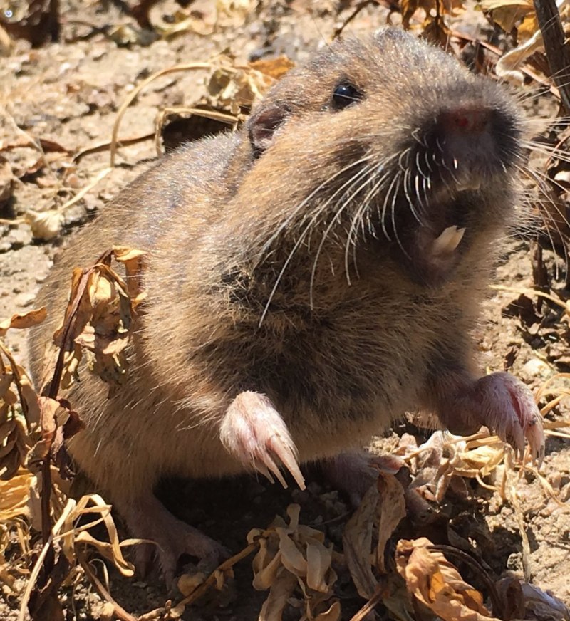 Нутрия Дикая