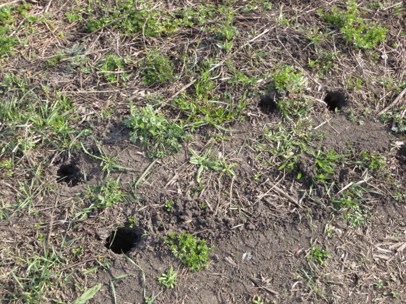 Медведка землеройка