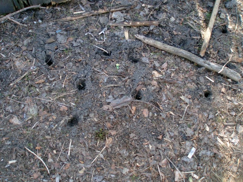 Медведка на клубнике