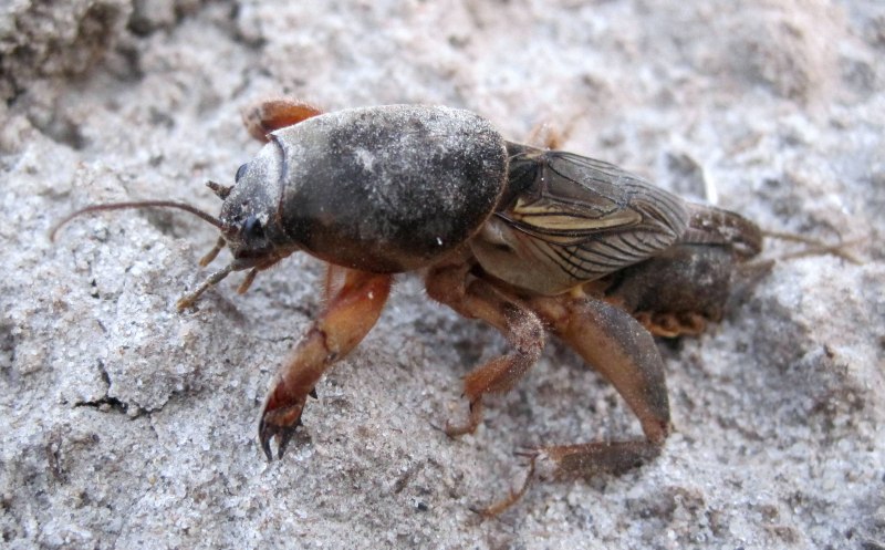 Медведка грызун зверек