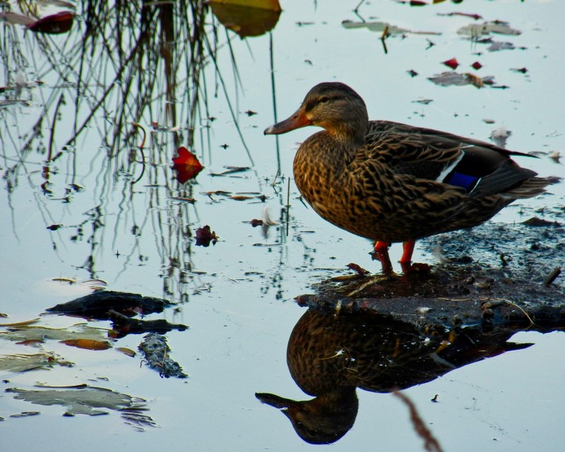 Болотная утка кряква