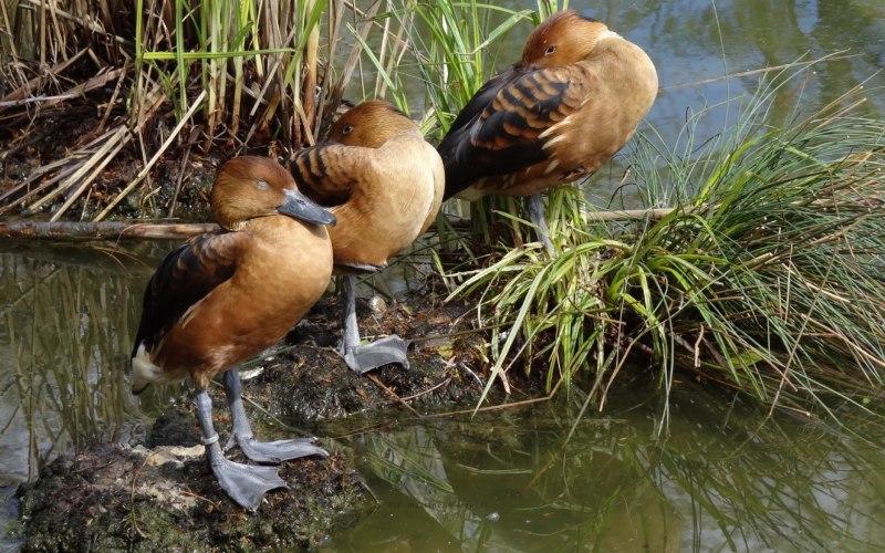 Болотная утка Чокас