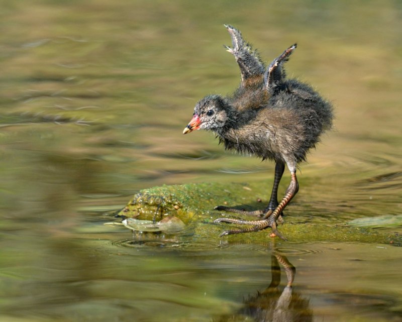 Болотные утки