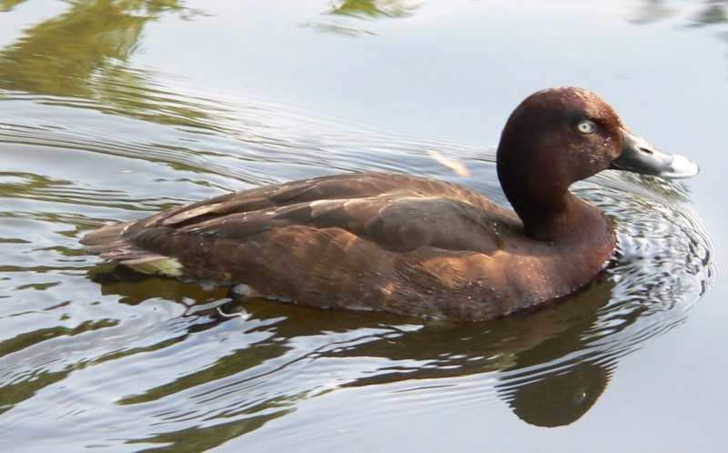 Болотная Курочка лысуха