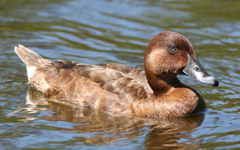 Селезень гуся серый