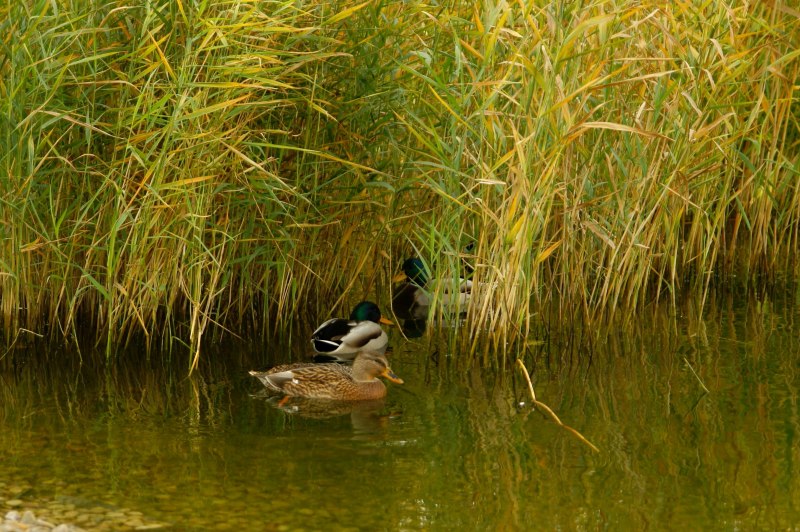 Водяная Курочка камышница