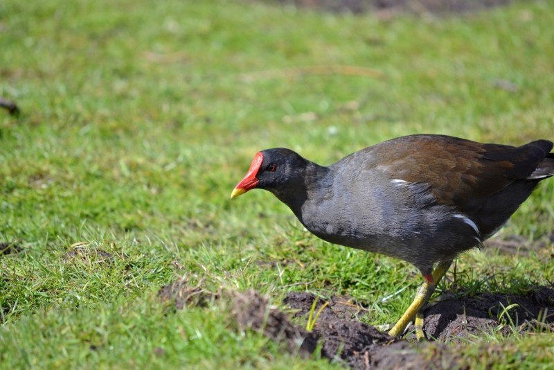 Водоплавающие птицы утка кряква гуси