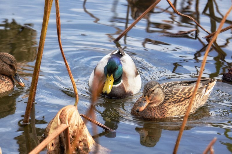 Утка с утятами в камышах