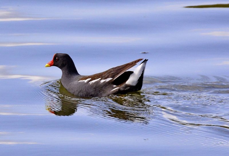 Утки кряква на озере
